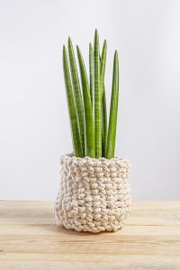 Sansevieria in wicker basket